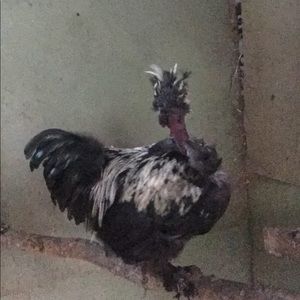 Meet your Posher, Cara